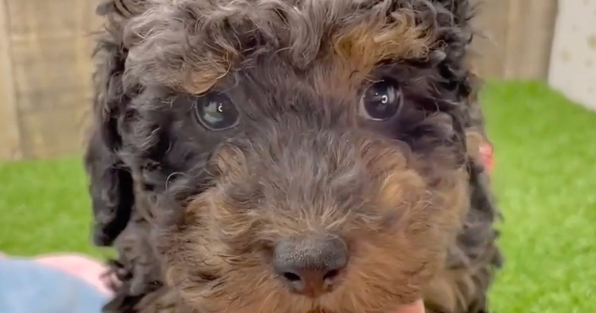 Discover Delight! Poodle Puppies Awaiting You in Anderson, South